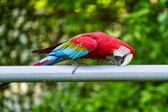 Frit flyver Frit flyver