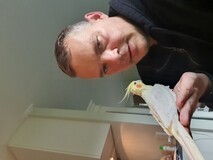 Træning af fugl Træning af fugl