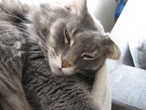 Lille Evert sommaren 2010