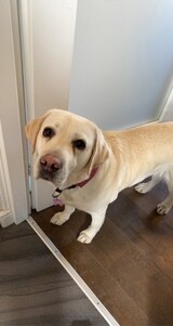 Godt trent Godt trent