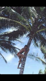 Klatring trr uten grener