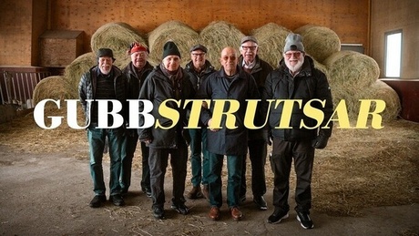 Dokumentär Gubbstrutsar