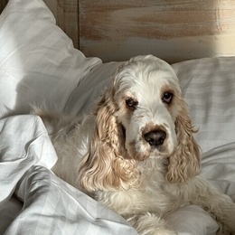 Hotellsäng Hotellsäng