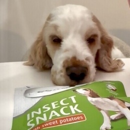 Godissugen Godissugen