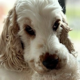 Sockersöt Sockersöt