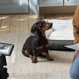 Reklaminspelning med Agria