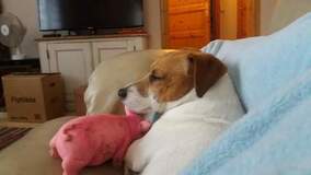 Tom, Jack Russel Tom, Jack Russel