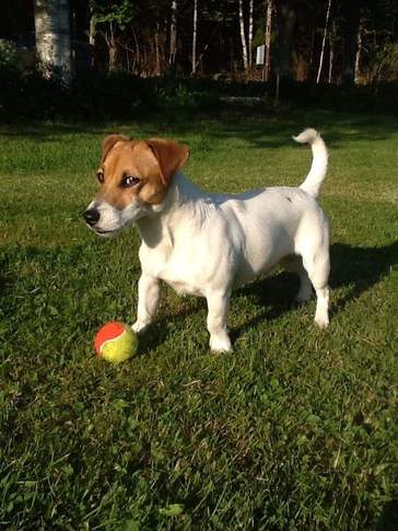 Tom, Jack Russel