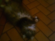 katt