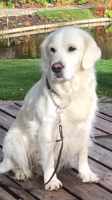 Min statisthund Sally en Golden Rettriwer med kameravana