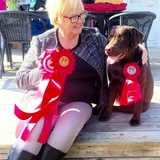 Hundutställning Hundutställning