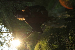 Skogsväsen Skogsväsen