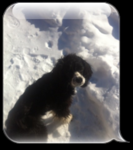 min hund