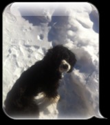 min hund