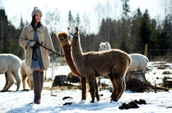 Tara nr 18 Tara nr 18