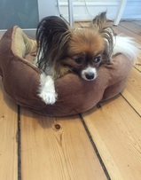 Hund til DR Hund til DR