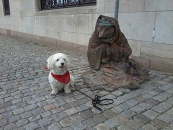 reklamfotografering Hund reklamfotografering Hund