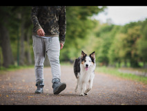 Hund reklam Hund reklam