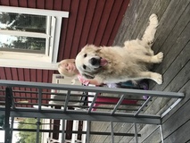 Isbjrnen Rocky