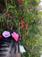 Shirat