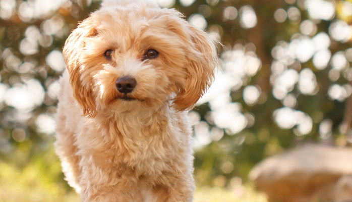 Beige liten hund skes till reklamfotografering