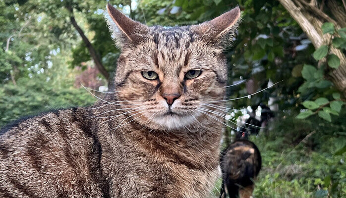 Äldre katt sökes till fotografering (Stockholm)