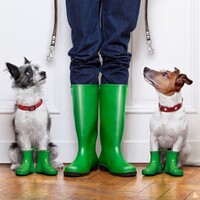 Casting – Hund och hundägare för premium hundfoder