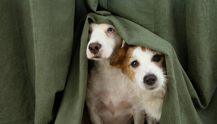 Liten hund skes fr enklare reklaminspelning!