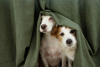 HUND skes fr filminspelning. Endast designer breed.