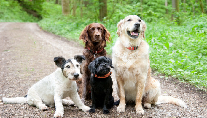 Hund sökes till fotografering i Stockholm 