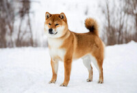 Hund Sökes till Julkampanj utomhus 