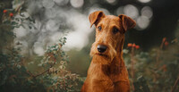 Hund sökes till reklamfotografering 26 augusti i Stockholm