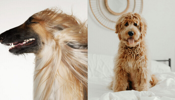 Hund skes till reklamfotografering!