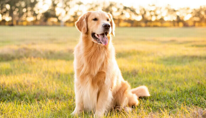 Hundar och gare till kort reklamfilmsinspelning fr hundfoder i Stockholm 20 november.