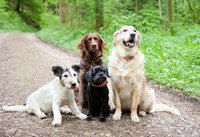 Kanin sökes för fotografering 