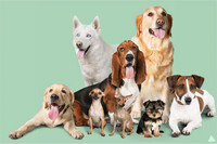 Looking for the biggest PET, dog, cow,s pider in your local commun for an extra in commercial.