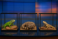 Ormar och ödlor sökes till TV-inspelning!