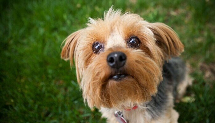 Small Dog wanted for Commercial