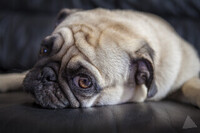  Bulldog og mops til reklameinnspilling!