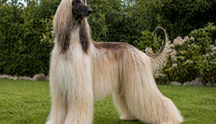 Afgansk Mynde til reklameopptak