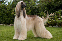 Afgansk Mynde til reklameopptak