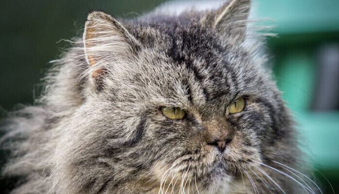 Eldre katt søkes til raskt video opptak for veterinærkjede i Oslo