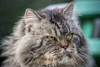 Eldre katt søkes til raskt video opptak for veterinærkjede i Oslo