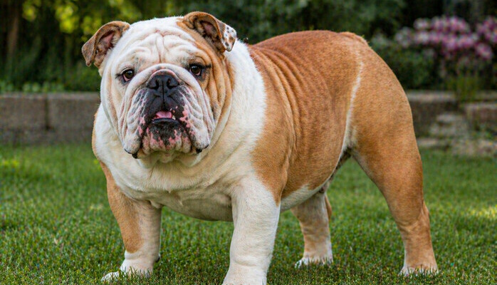 Engelsk Bulldog til reklameopptak