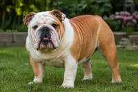 Engelsk Bulldog til reklameopptak