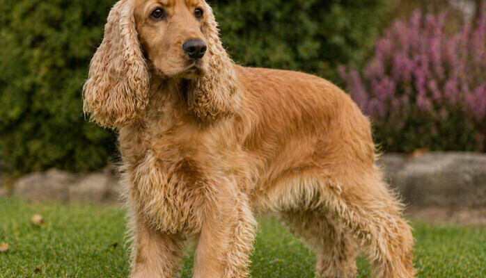 Hund til et reklameopptak 12. juni