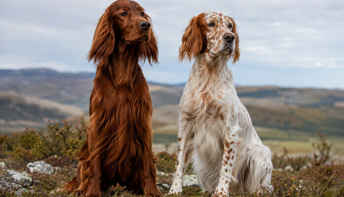 Irsk/Engelsk setter til stillsopptak!