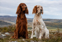 Irsk/Engelsk setter til stillsopptak!