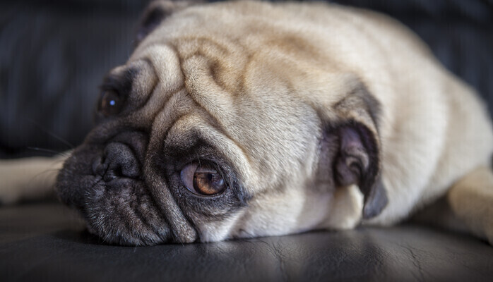 Syngende hund til reklameopptak