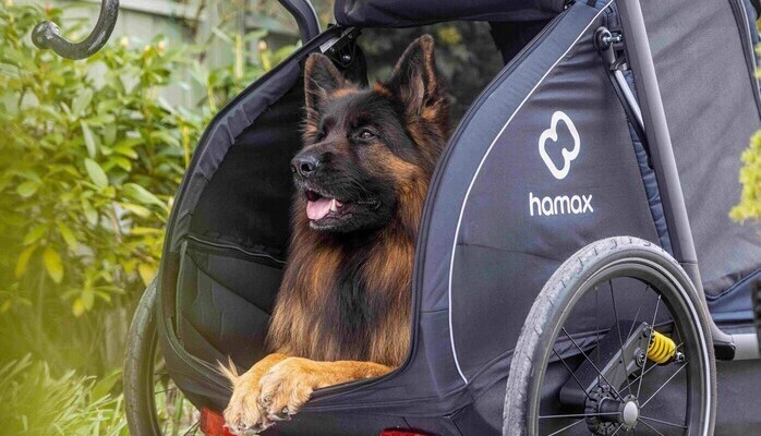 Hund søkes til modelloppdrag i Oslo – fotoopptak på Fornebu